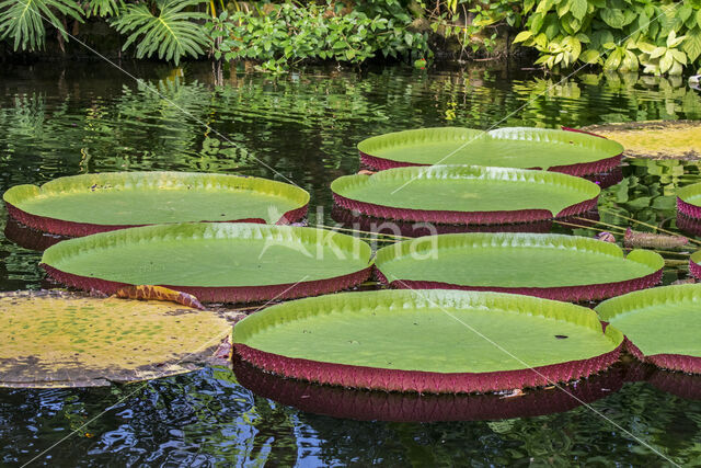 Giant waterlily (Victoria regia