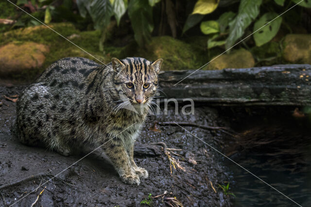 Fishing cat (Prionailurus viverrinus)