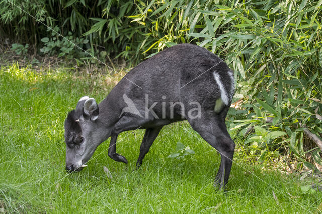 tufted deer (Elaphodus cephalophus)