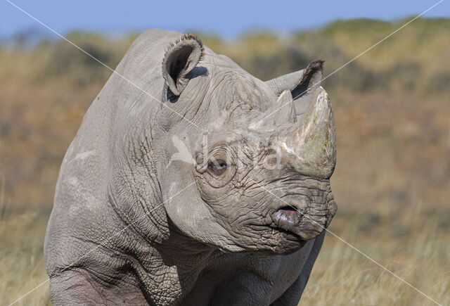 Zwarte neushoorn