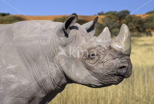 Black Rhinoceros