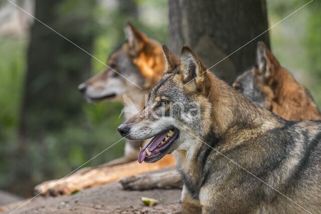 Grey Wolf (Canis lupus)