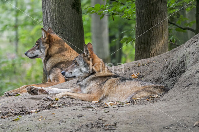 Grey Wolf (Canis lupus)