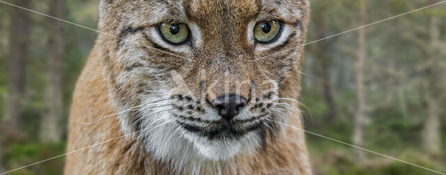 Euraziatische lynx (Lynx lynx)