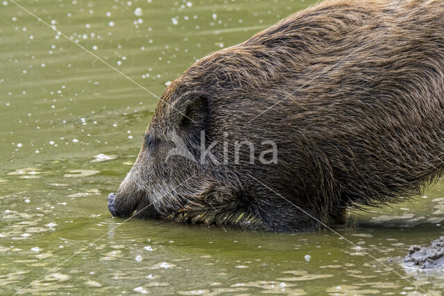 Wild Boar (Sus scrofa)