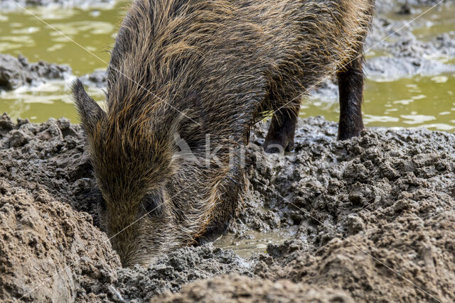 Wild zwijn