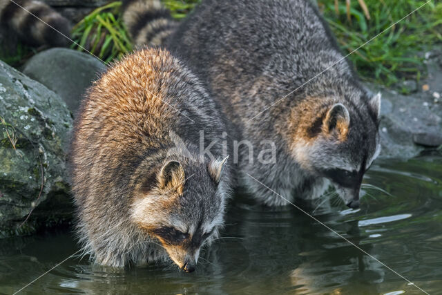 northern raccoon (Procyon lotor)