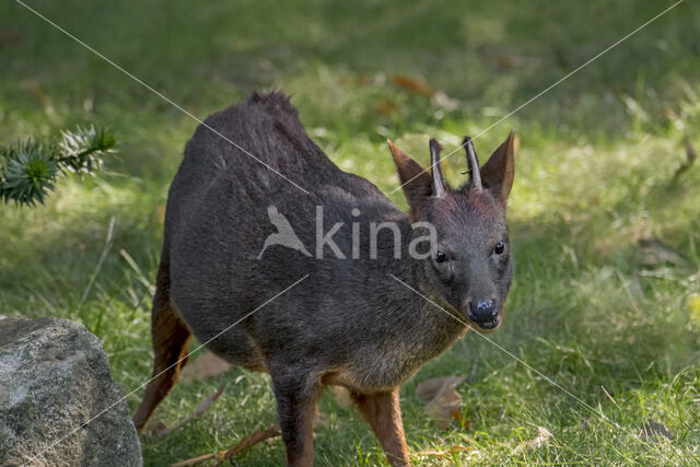 southern pudu (Pudu puda)