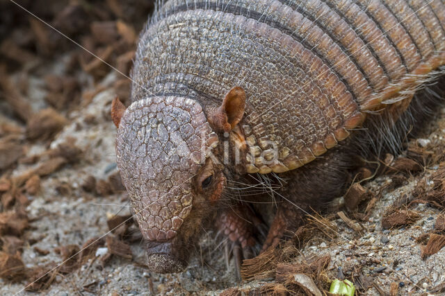 screaming hairy armadillo (Chaetophractus vellerosus)