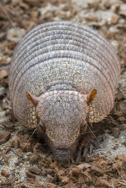 screaming hairy armadillo (Chaetophractus vellerosus)