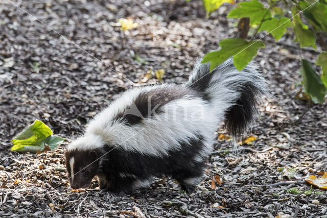 Gestreepte skunk