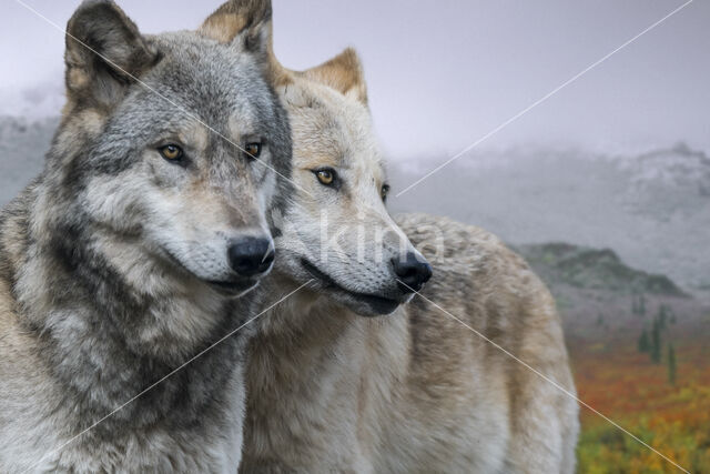 Mackenzie Valley Wolf (Canis lupus occidentalis)