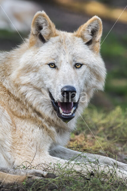 Mackenzie wolf (Canis lupus occidentalis)