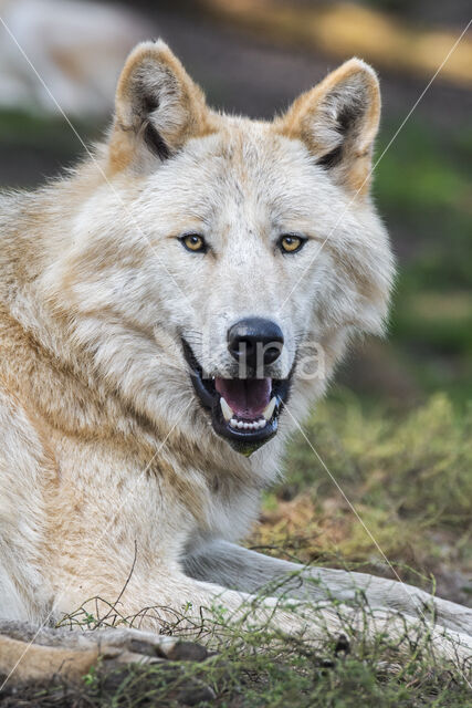 Mackenzie Valley Wolf (Canis lupus occidentalis)