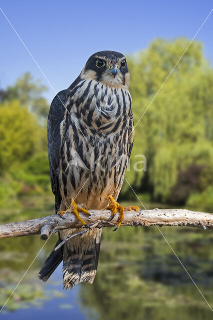 Hobby (Falco subbuteo)