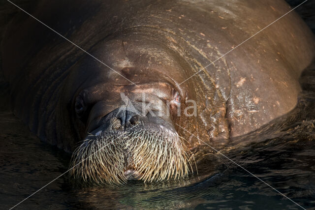 Walrus (Odobenus rosmarus)