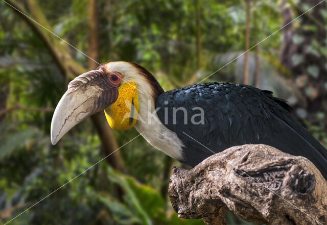 Wreathed Hornbill (Aceros undulatus)