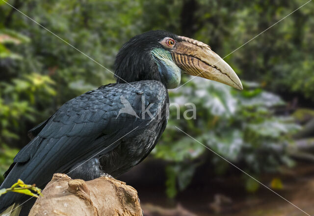 Wreathed Hornbill (Aceros undulatus)