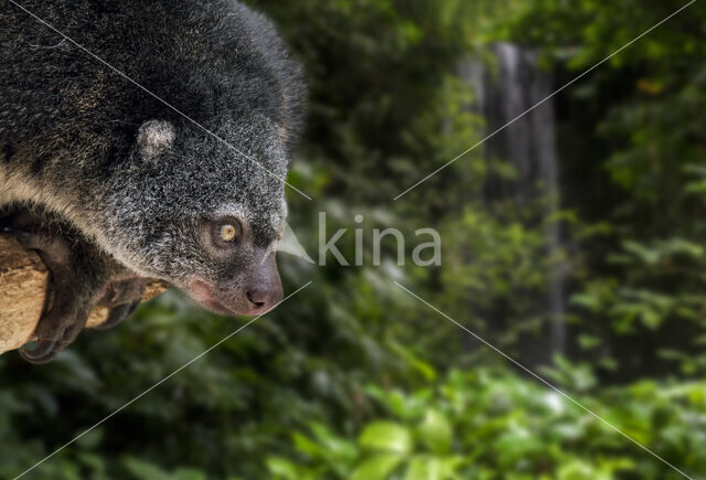 bear cuscus (Ailurops ursinus)