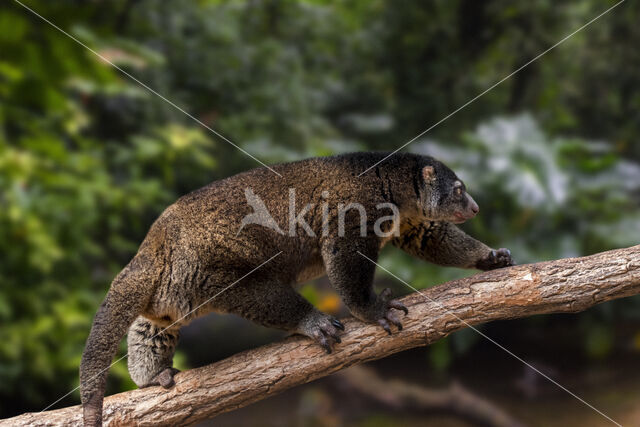 bear cuscus (Ailurops ursinus)