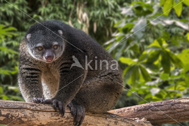 bear cuscus (Ailurops ursinus)