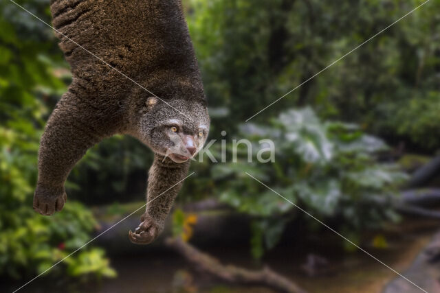 bear cuscus (Ailurops ursinus)