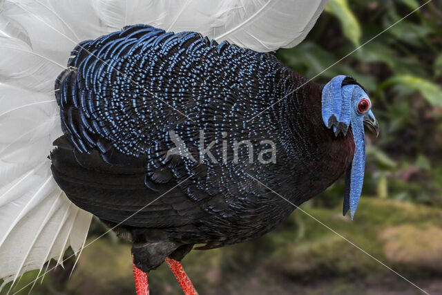 Bulwer's Pheasant (Lophura bulweri)