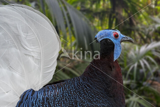 Bulwer's Pheasant (Lophura bulweri)