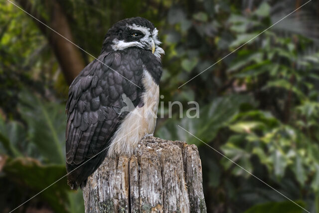 Spectacled Owl (Pulsatrix perspicillata)