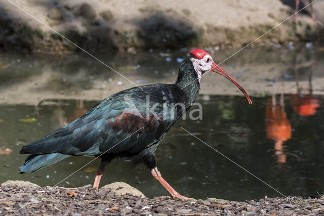 Kaapse Ibis (Geronticus calvus)