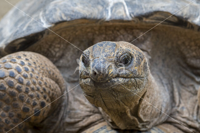 Aldabra Tortoise (Testudo gigantea)