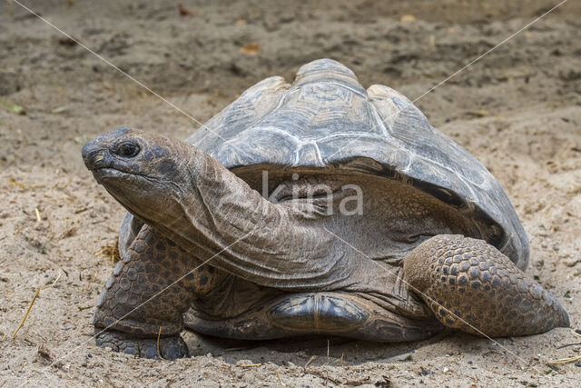 Aldabra Tortoise (Testudo gigantea)