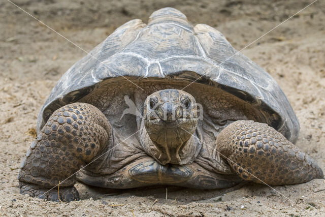 Aldabra Tortoise (Testudo gigantea)