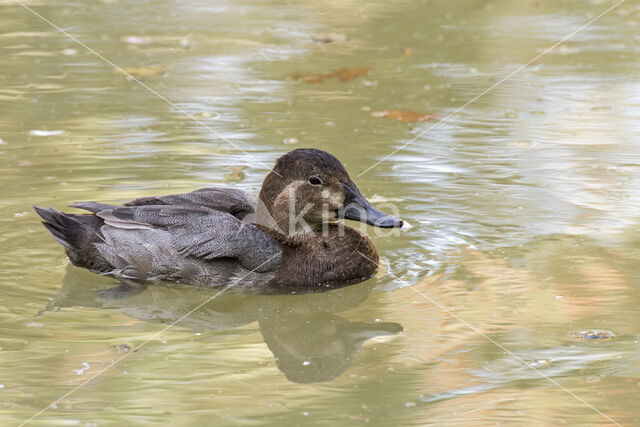 Pochard (Aythya ferina)