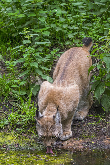 Eurasian Lynx (Lynx lynx)