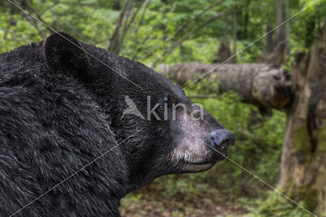 American black bear (Ursus americanus)