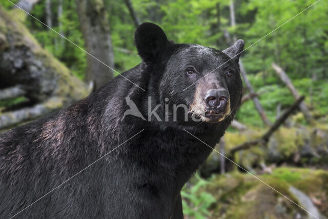 American black bear (Ursus americanus)