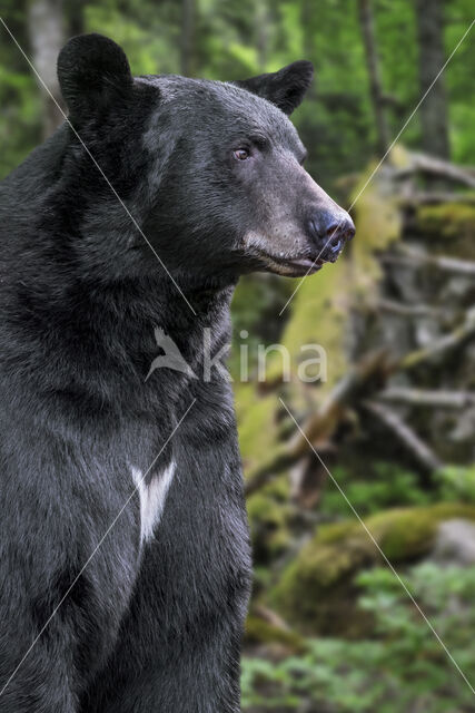 Zwarte beer (Ursus americanus)