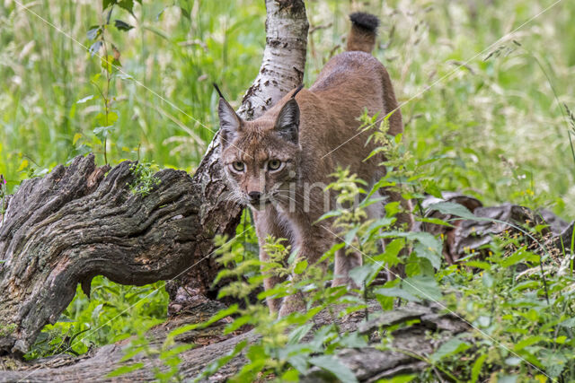 Euraziatische lynx (Lynx lynx)