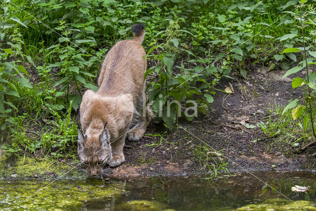 Euraziatische lynx (Lynx lynx)