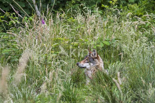 Grey Wolf (Canis lupus)