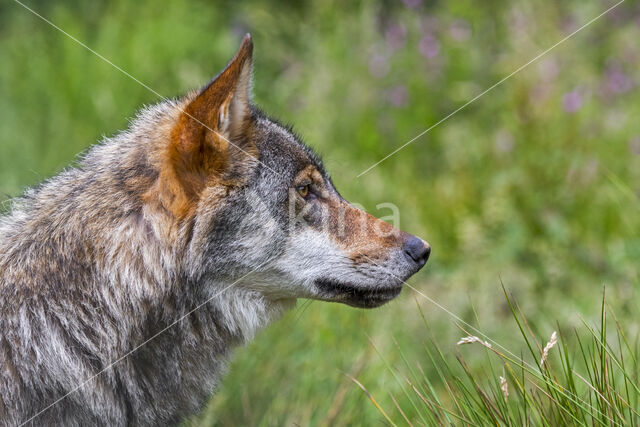 Grey Wolf (Canis lupus)