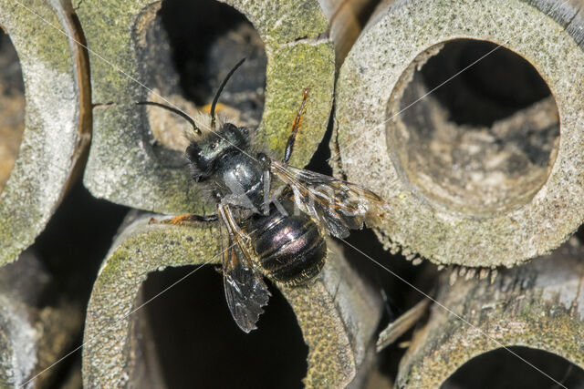 Blauwe metselbij (Osmia caerulescens)