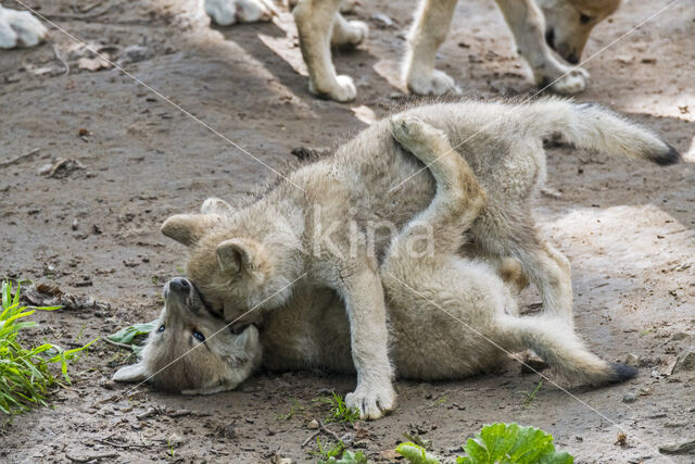 Canis lupus hudsonicus