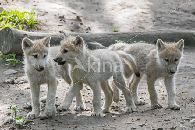 Hudson Bay wolf (Canis lupus hudsonicus)