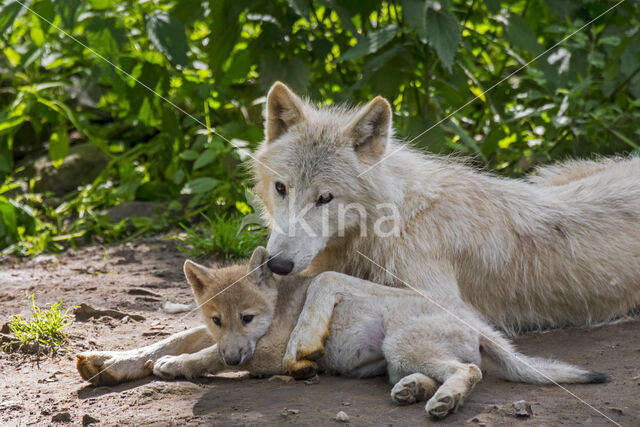 Canis lupus hudsonicus