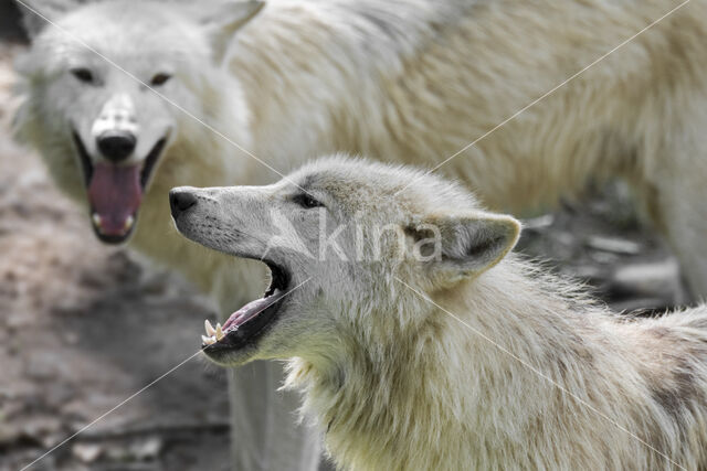 Hudson Bay wolf (Canis lupus hudsonicus)