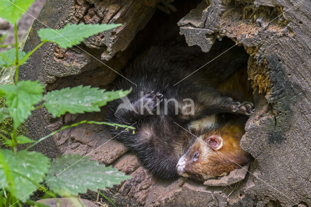 Bunzing (Mustela putorius)