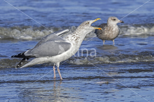 Herring Gull (Larus argentatus)