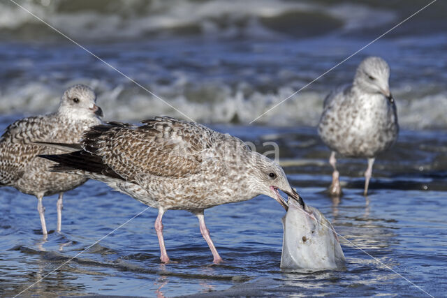 Zilvermeeuw (Larus argentatus)